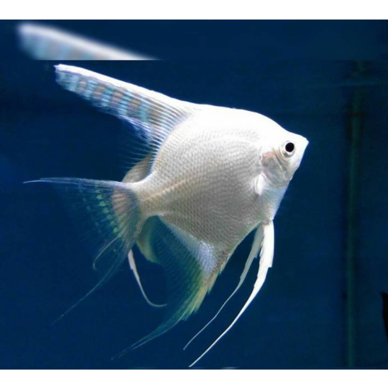 

Packing kardus manfish platinum