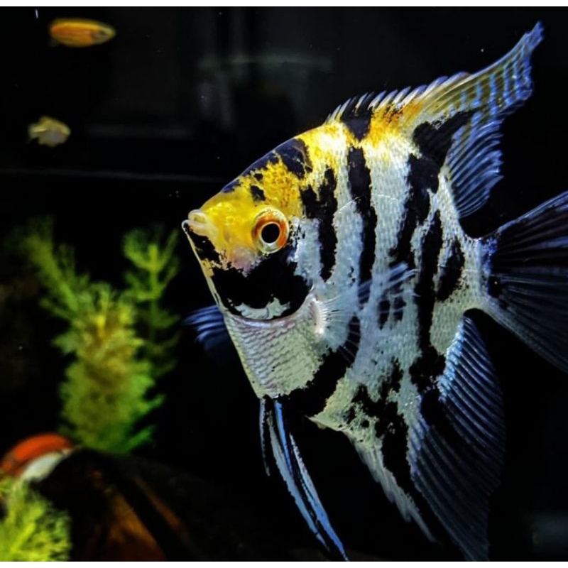 

Packing kardus manfish tricolor