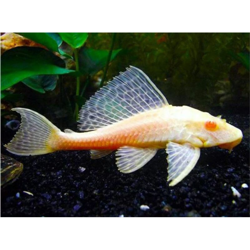

Packing kardus Sapu-Sapu Albino