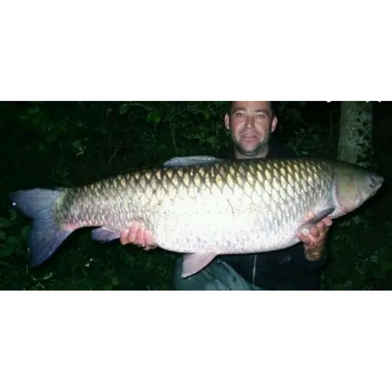 

IKAN GRASKAP JUMBO 75 CM up !! GRASS CARP PEMAKAN RUMPUT BASMI GANGGENG DANAU