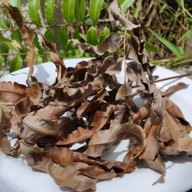DAUN KELAKAI KERING KALIMANTAN