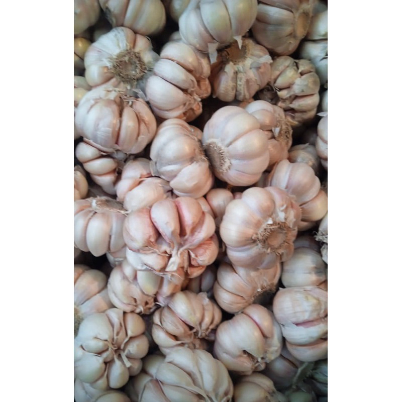 

500gr bawang putih sinco