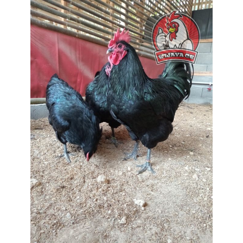 Telur ayam Australorp Ori Import