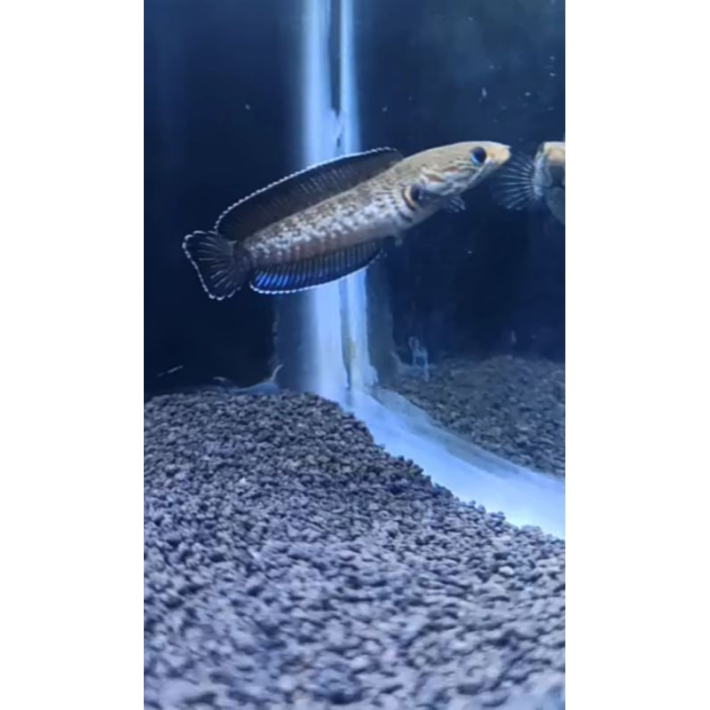 ANDRAO GRADE++ GONDRONG