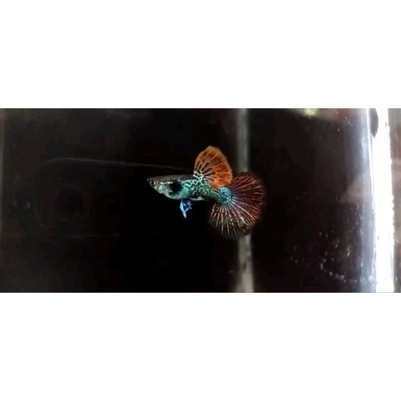 Dekorasi Rumahan Guppy Red Dragon Halfmoon