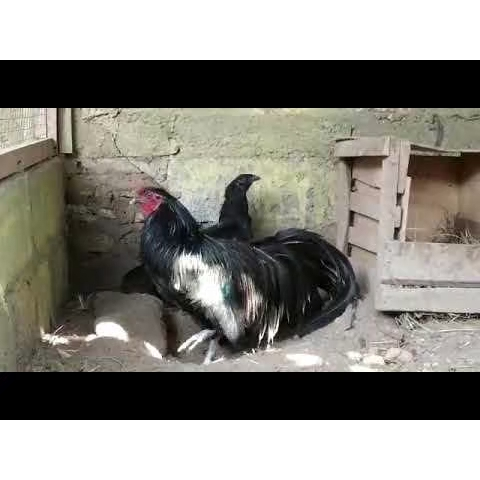 TELUR AYAM HIAS BLACK SUMATRA UNTUK DI TETASKAN