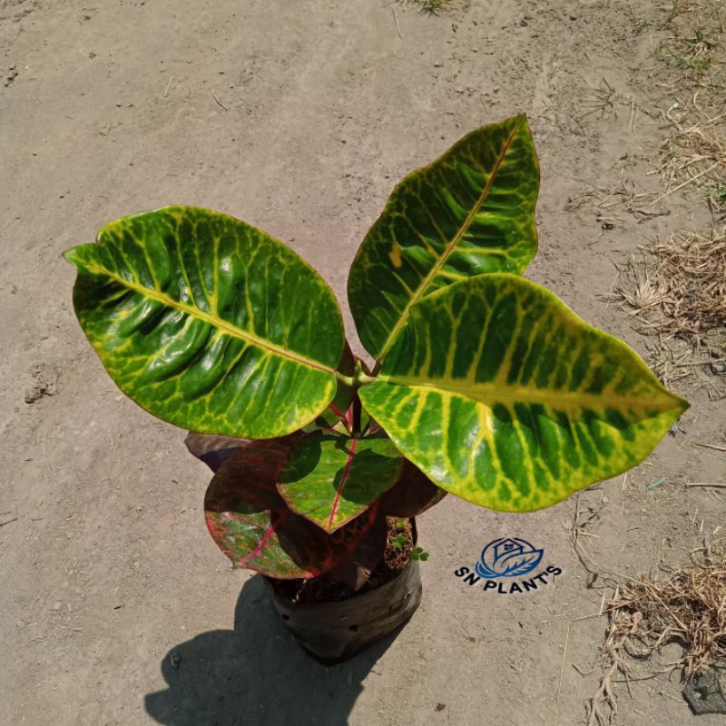 Tanaman hias puring black Moonlight.