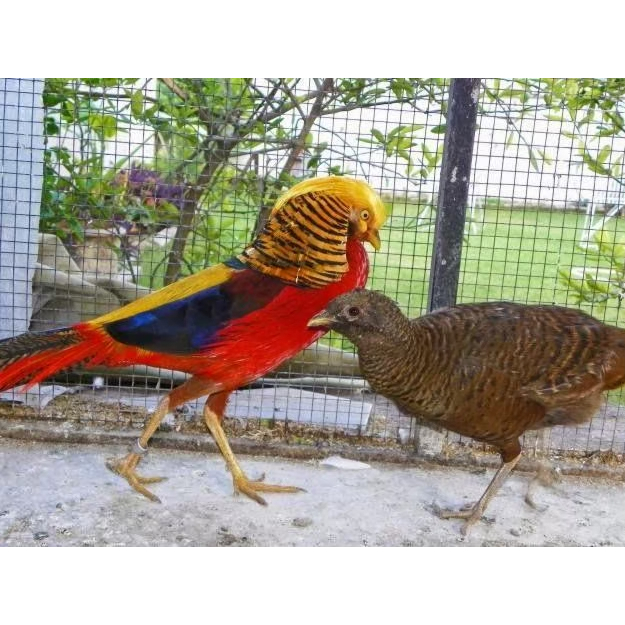 TELUR AYAM HIAS GOLDEN PHEASANT UNTUK DITETASKAN