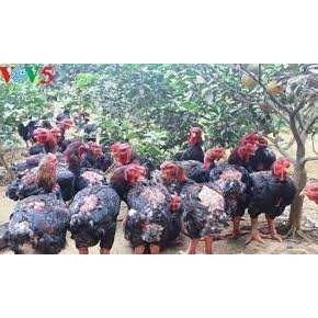 TELUR AYAM DONG TAO / KAKI GAJAH DARI VIETNAM untuk di tetaskan