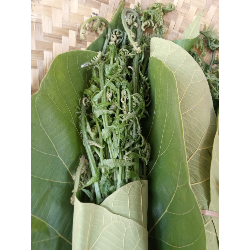 

Sayur Pakis / Pucuk Paku Fresh Langsung Petik