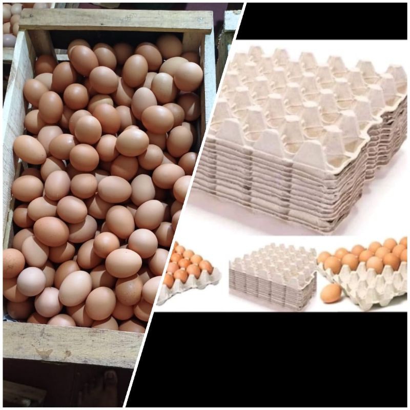 

TELUR AYAM 1KG FRESH