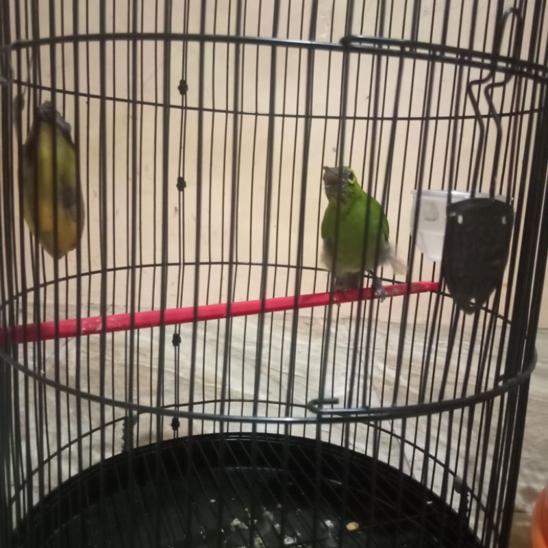 burung cucak ijo trotol 20%