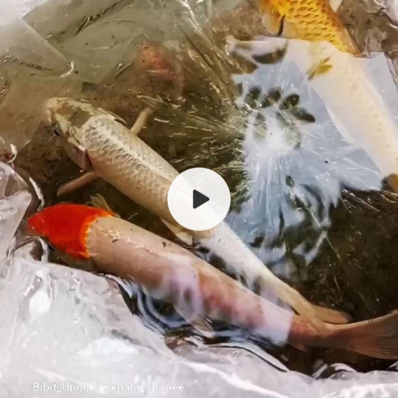 PACKING STYROFOAM KOI PLATINUM & SALJU 15-20CM