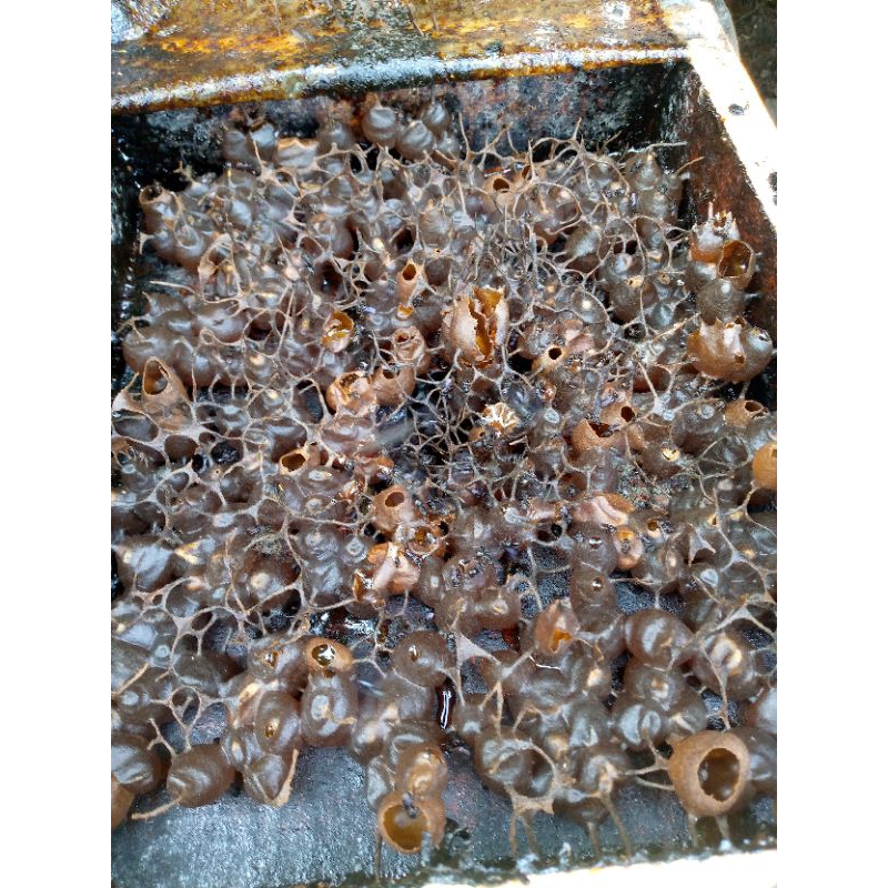 

Madu kelanceng Trigona itama Asli dari sarangnya