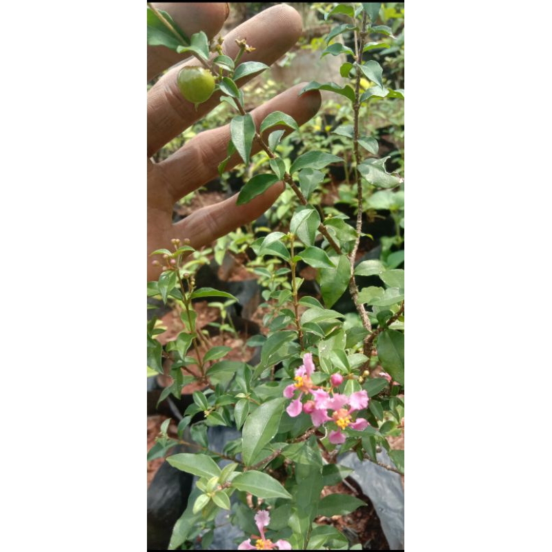 bibit sakura mikro bahan bonsai