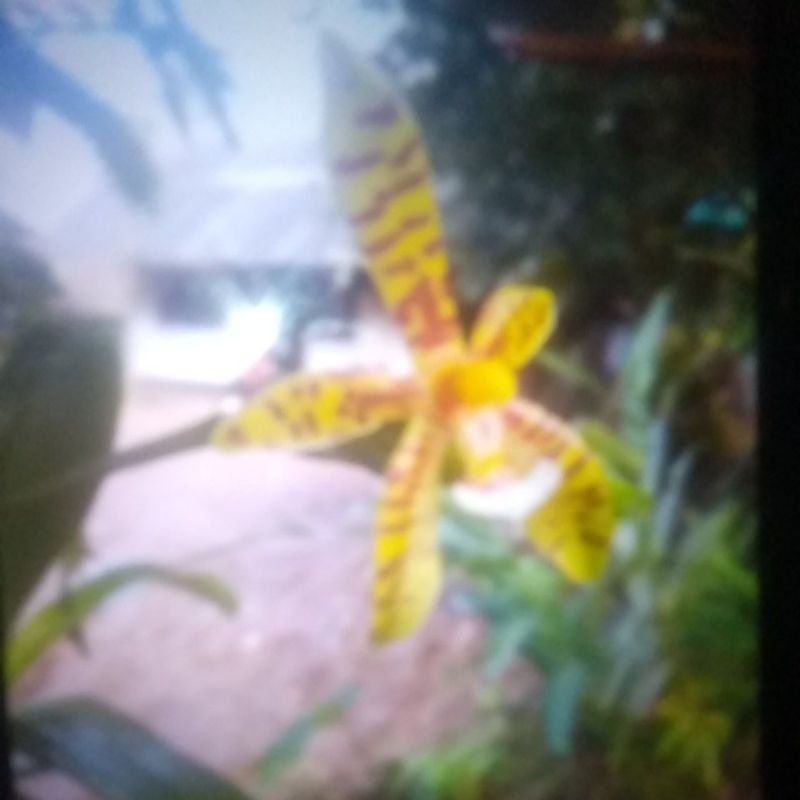 anggrek hutan langka