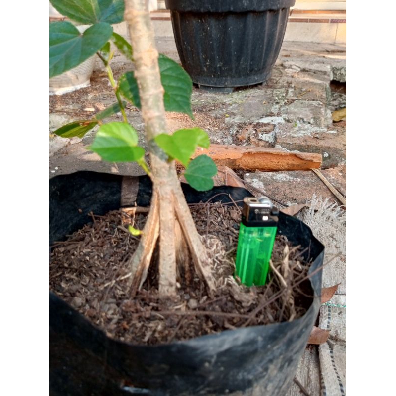 waru india hasil cangkok