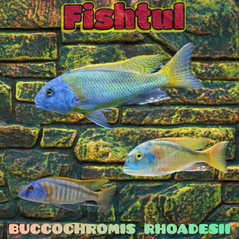 Cichlid Buccochromis Rhoadesii