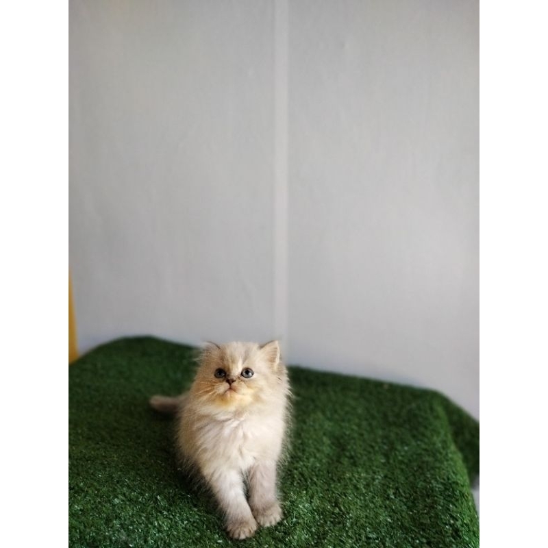 Boneka kucing warna putih