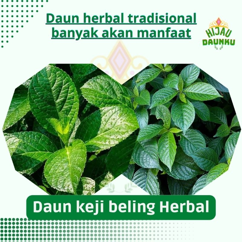 

100 Lembar Daun Keji Beling segar Kejibeling Keci beling Kecibeling Daun Pecah Beling Segar Tanaman Herbal Menyembuhkan segala Penyakit