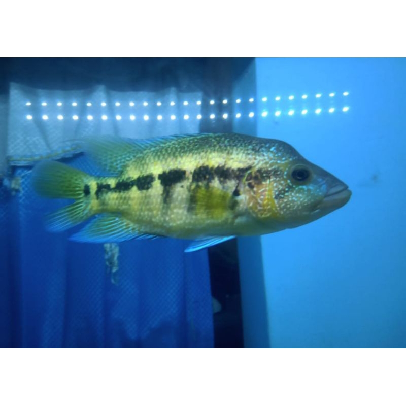 Parachromis Dovii ( Cichlid Amerika )