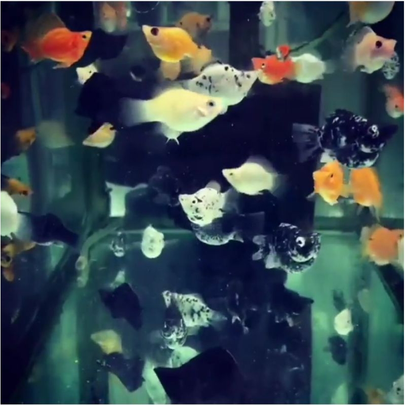 

Packing Kardus Paket moly balon 5 Ekor