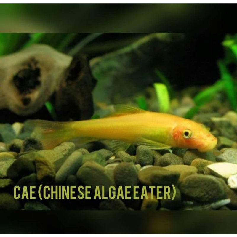 

Packing Kardus Cae Algeter