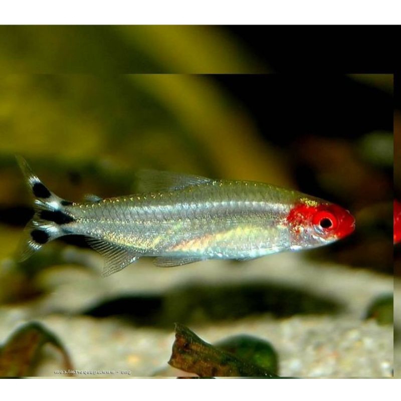 

Packing Kardus Rednose
