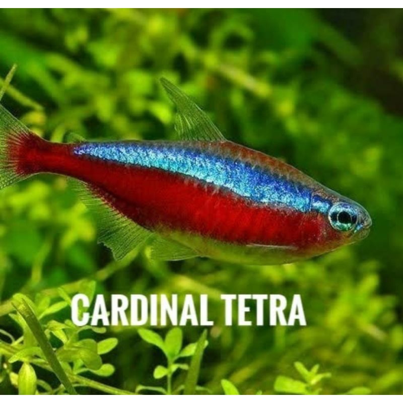 

Packing Kardus Cardinal Tetra