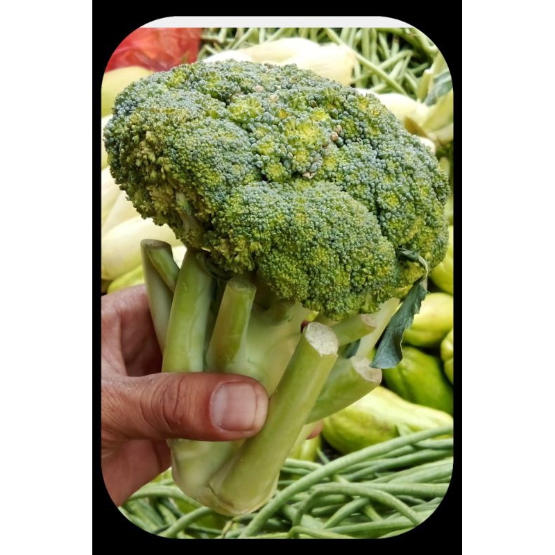 

brokoli presh/brokoli sayur