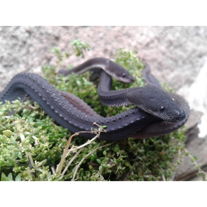 dragon snake ( xenodermus javanicus)
