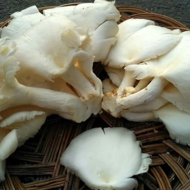 

Jamur tiram