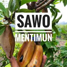 Pohon Sawo Mentimun | Bonus 1 pupuk penyubur tanaman