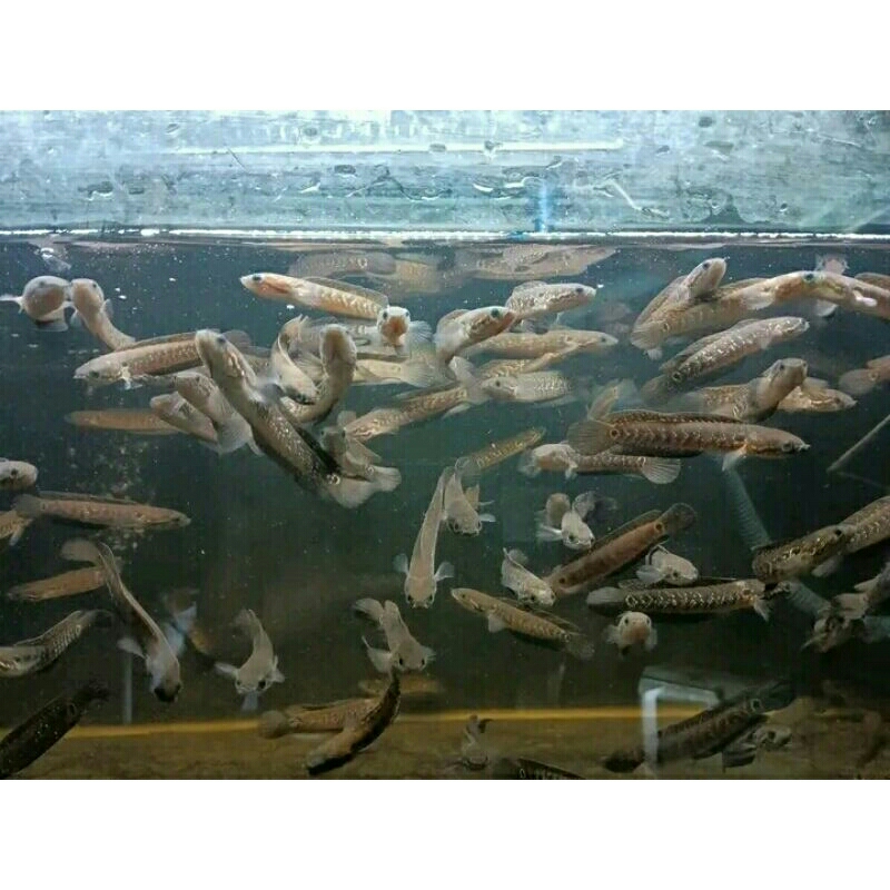 channa asiatika rsws 10 ekor bergaransi size 5 cm