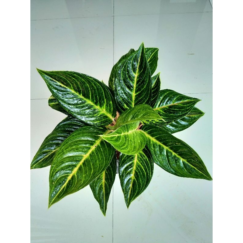 Paket aglonema caribian dan big papa murah