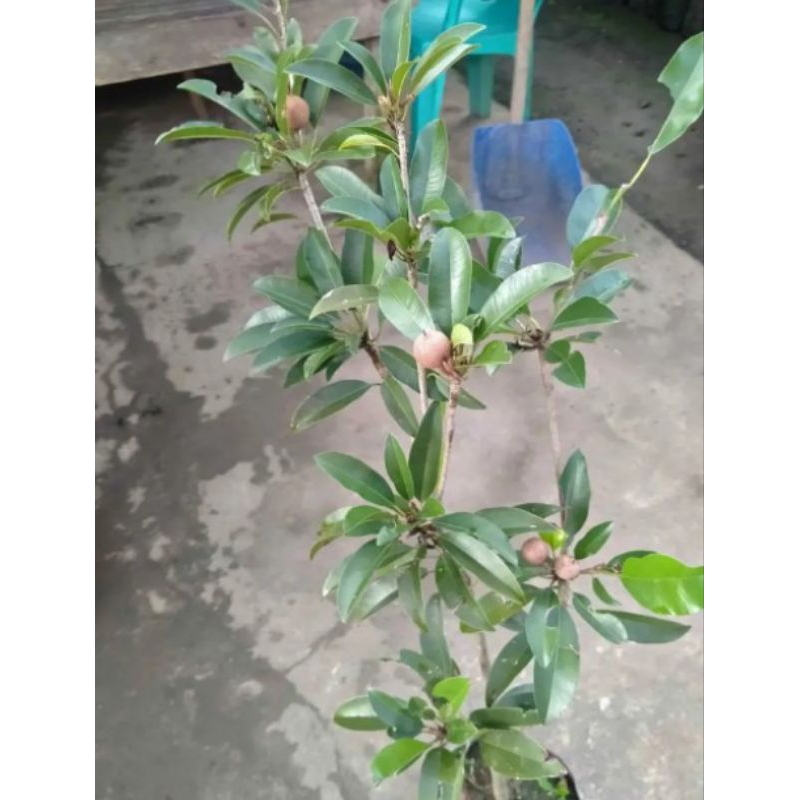 bibit sawo jumbo tinggi 1 meter sudah berbuah cangkok