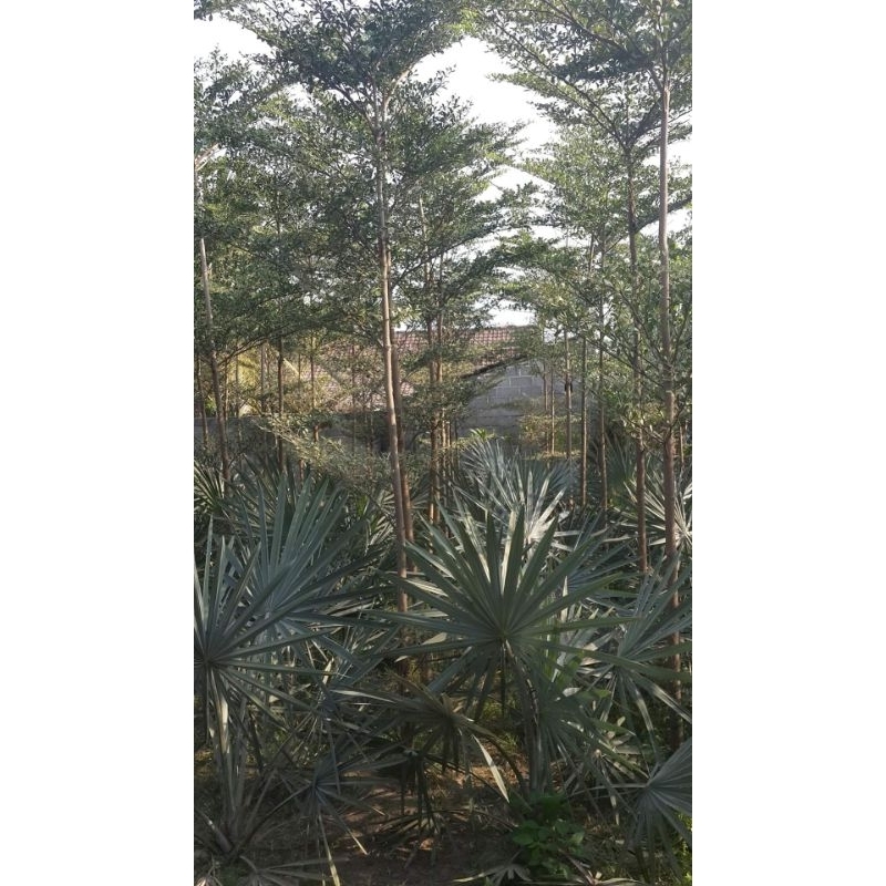 pohon ketapang kencana varigata ijo/ketapang kencana hijau tinggi 2-3 meter