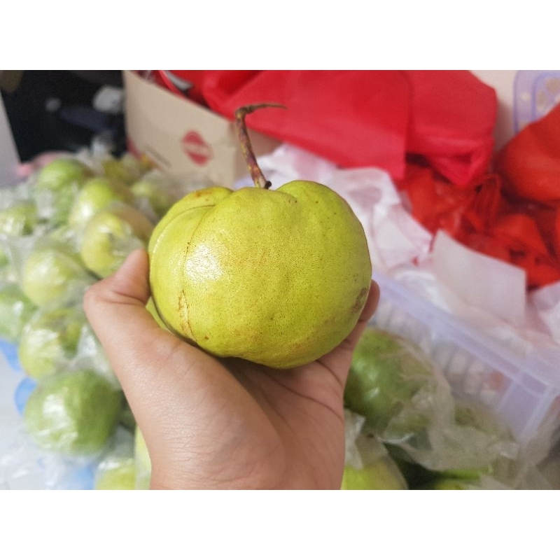 

Jambu Kristal 1kg Malang Kota