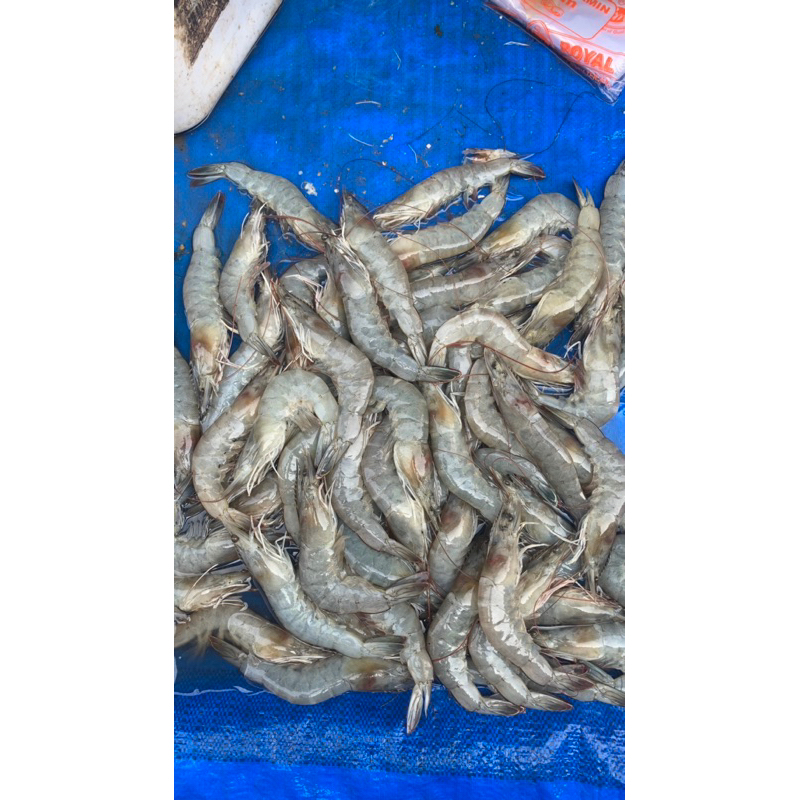 

UDANG VANAME SEGAR 500gr