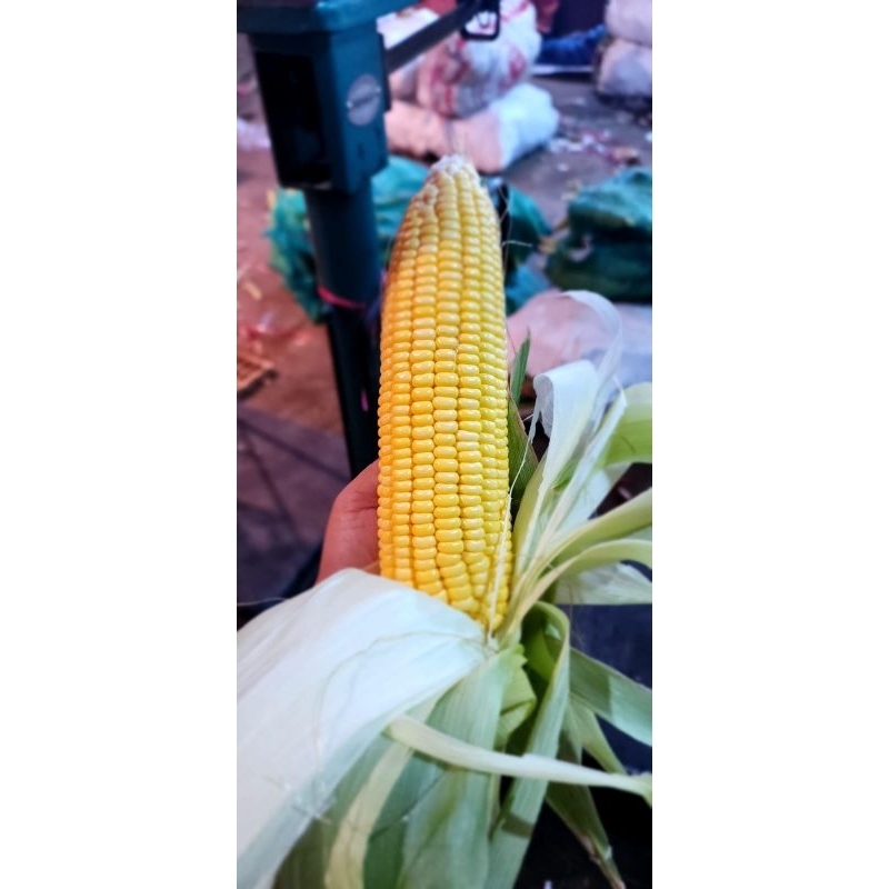 

Jagung Manis 1kg