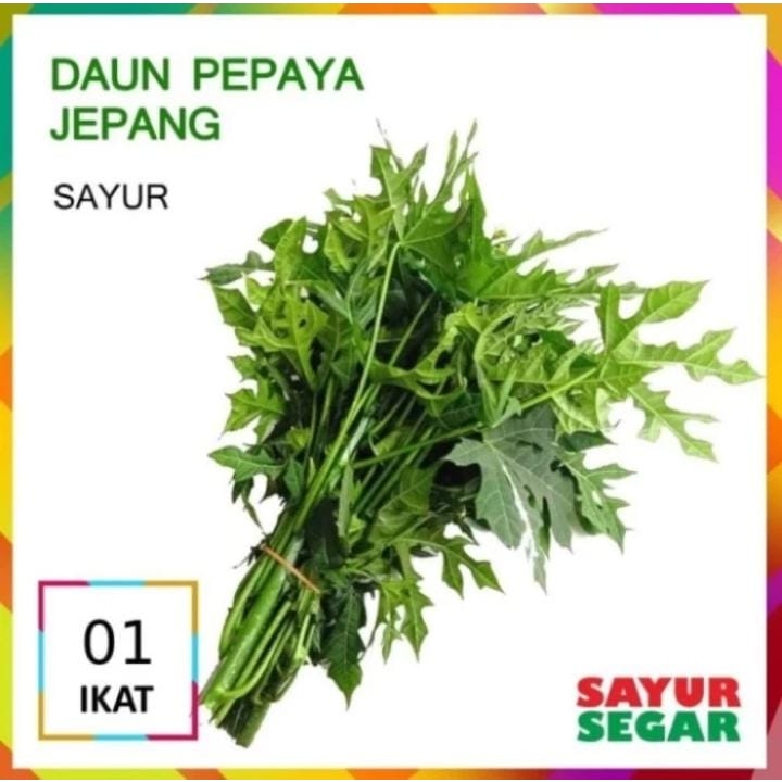 

daun pepaya jepang 1ikat besar