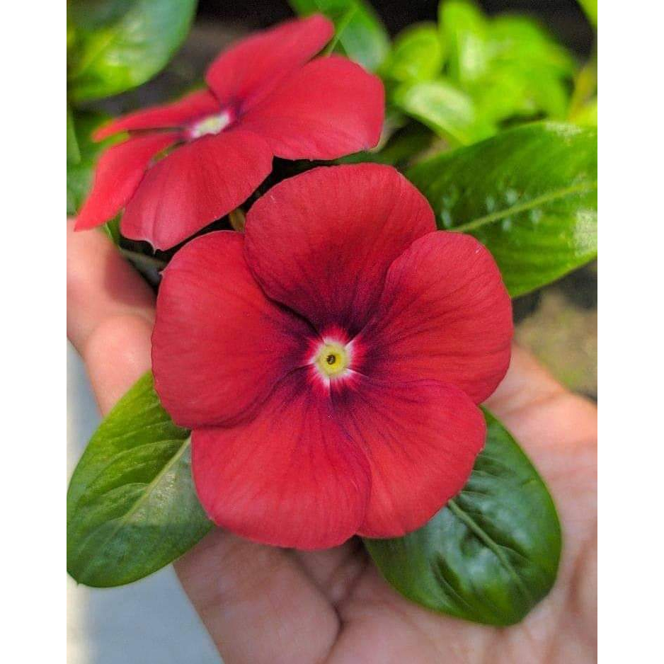 T18 biji benih vinca tegak exotic orange periwinkle Fresh seeds vinca medan