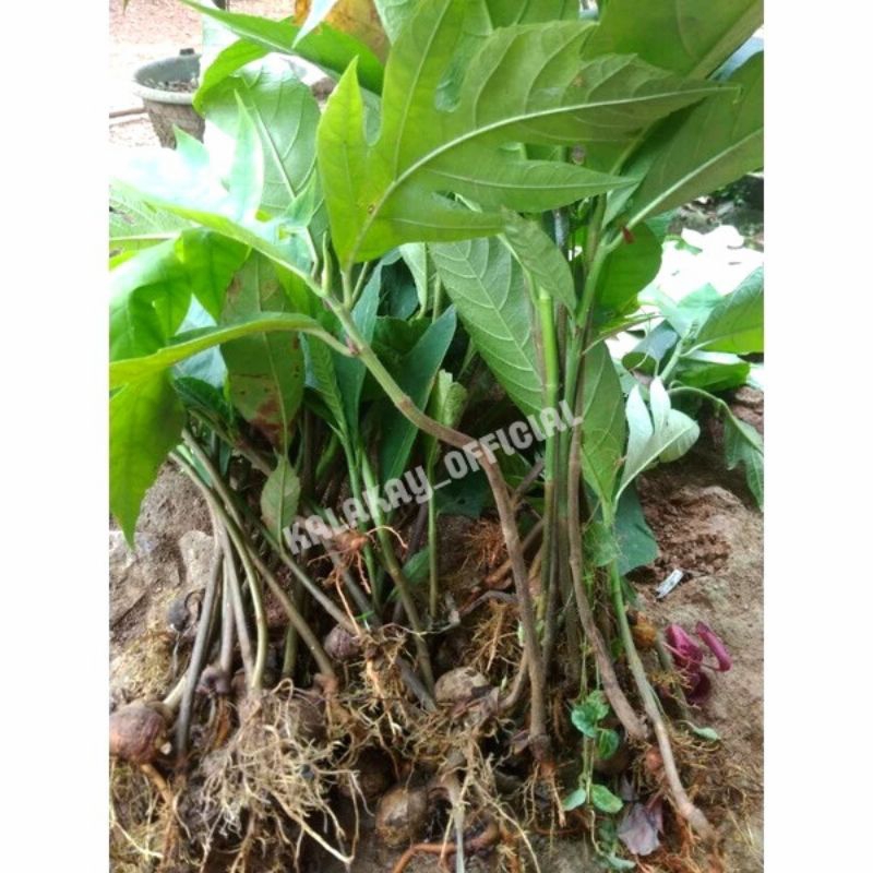 Bibit Buah Kluwih / Kleweh, Bibit Pohon Kulur Timbul / Kluwih.