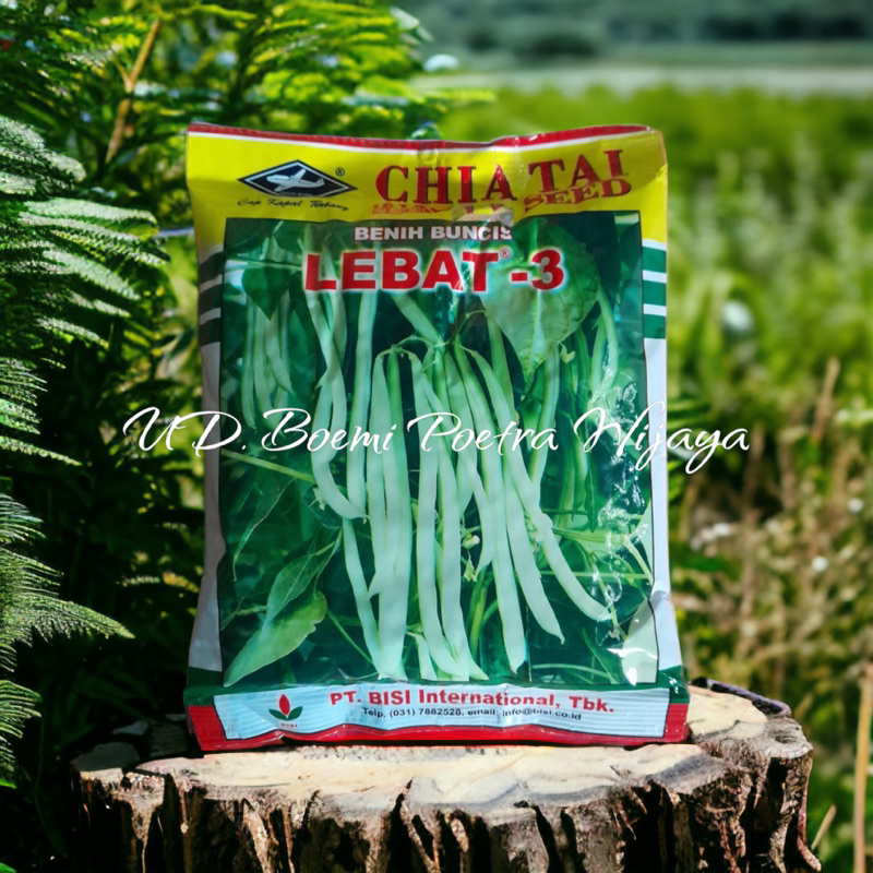 BENIH BUNCIS LEBAT-3