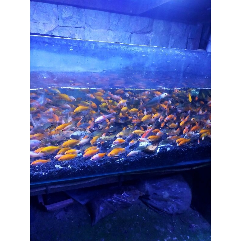 ikan mas pakan ikan predator anak ikan mas pakan ikan predator anak ikan mas pakan