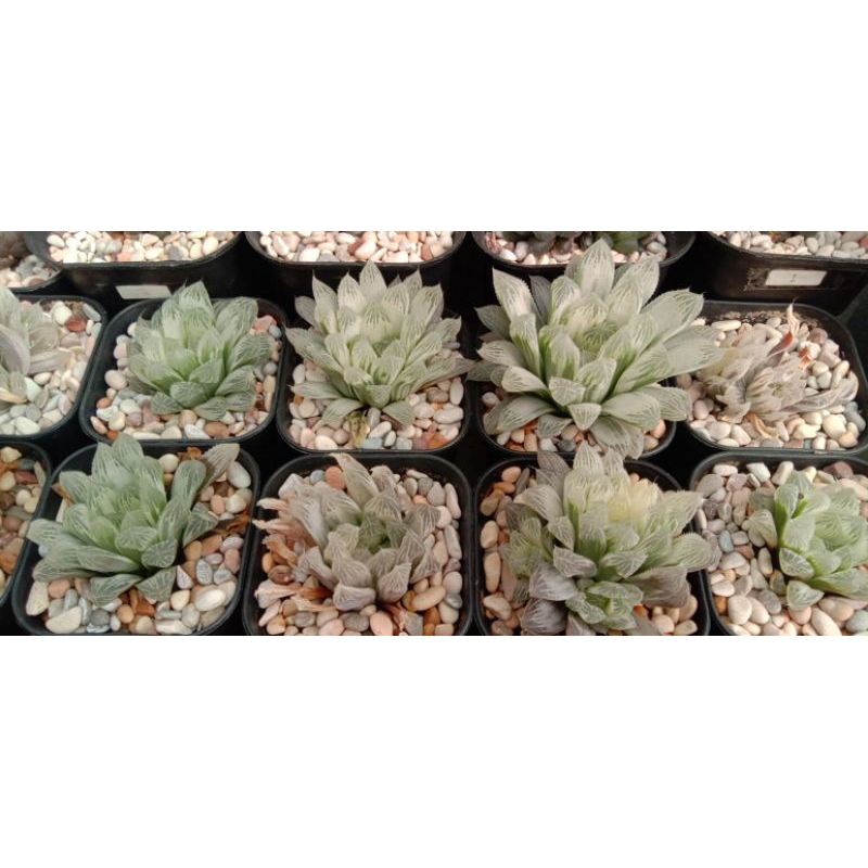 Haworthia Silver Swirl