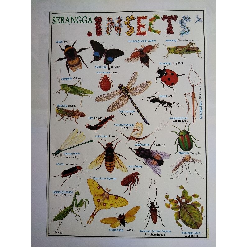 Poster Edukasi Anak l Poster Gambar Serangga/Insect l Belajar Mengenal Hewan untuk Anak