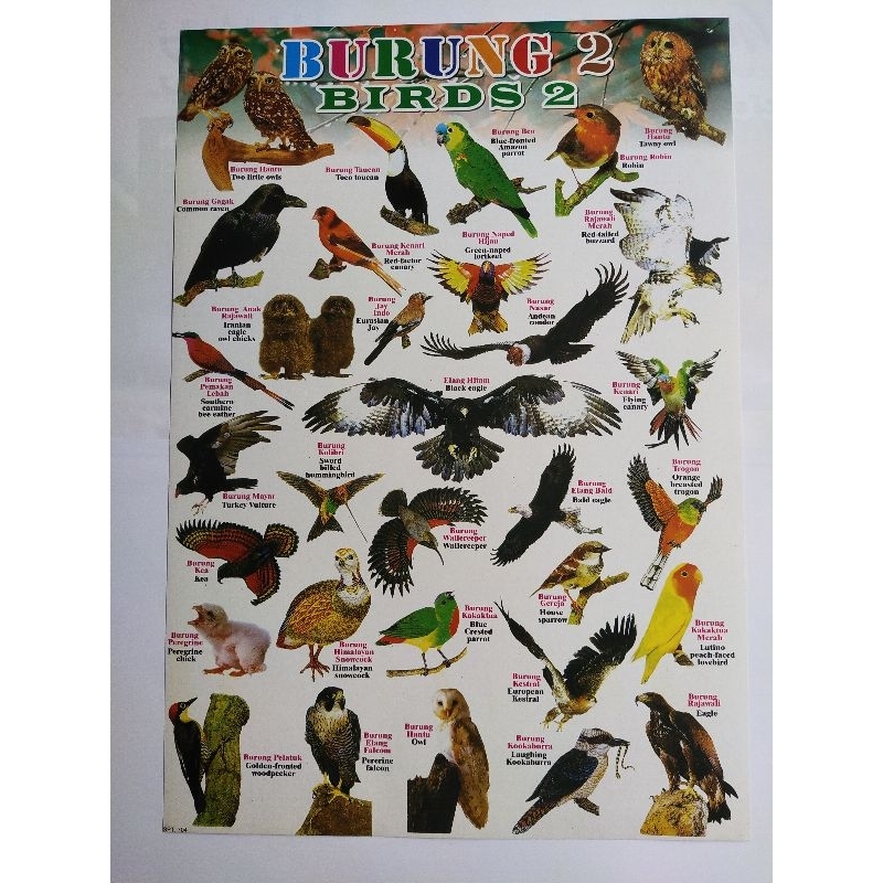 Poster Edukasi Anak l Poster Gambar Burung/Birds l Belajar Mengenal Hewan untuk Anak