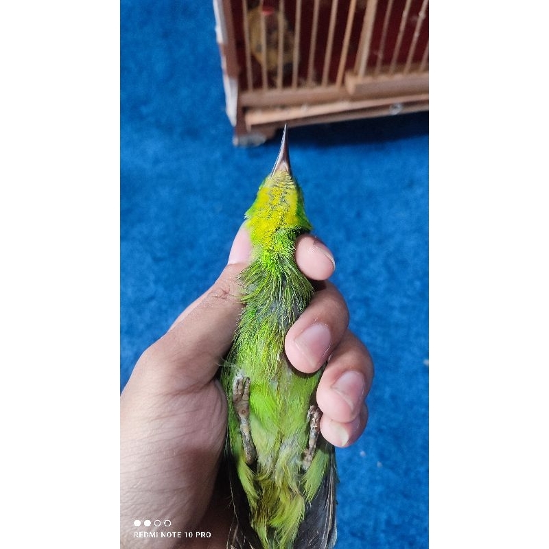 PH KALIMANTAN (GARANSI JANTAN)