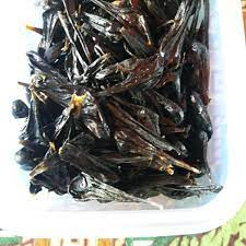 empedu biawak kering 1biji